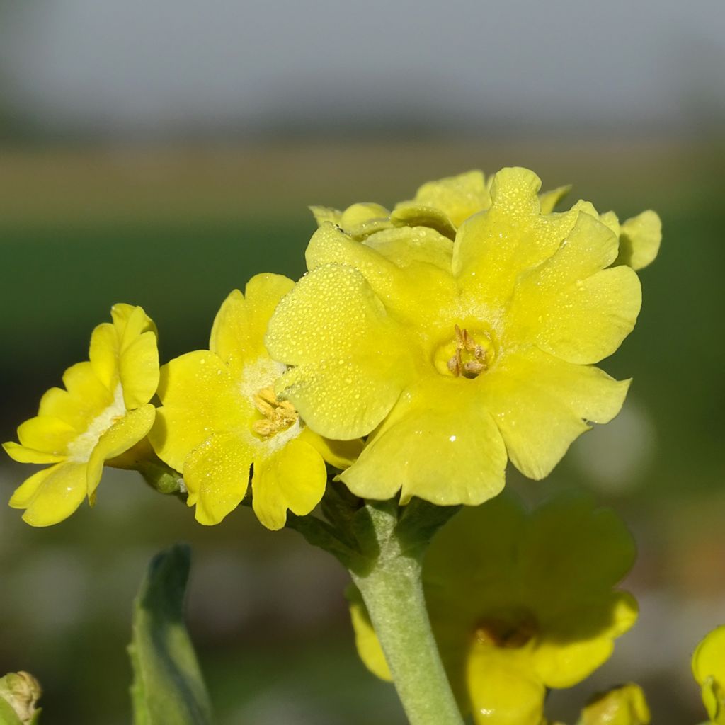 Auricule des jardins - Primula x pubescens 