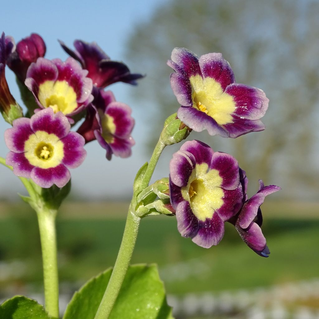 Auricule des jardins - Primula x pubescens 