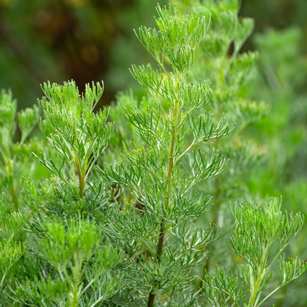 Aurone - Artemisia abrotanum