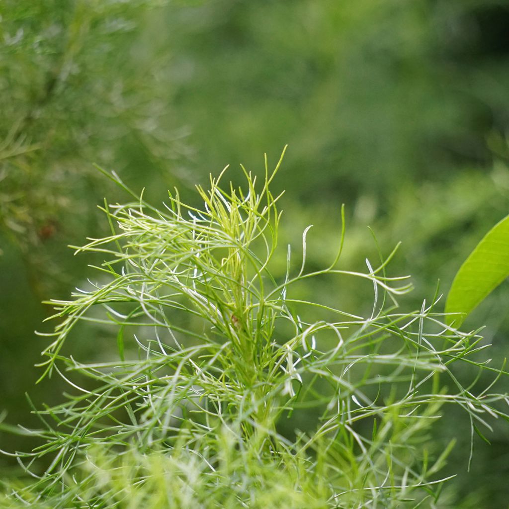 Aurone - Artemisia abrotanum