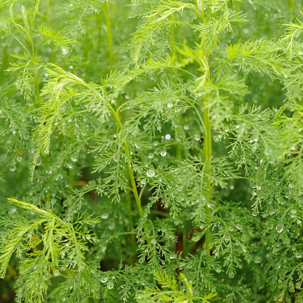 Aurone - Artemisia abrotanum