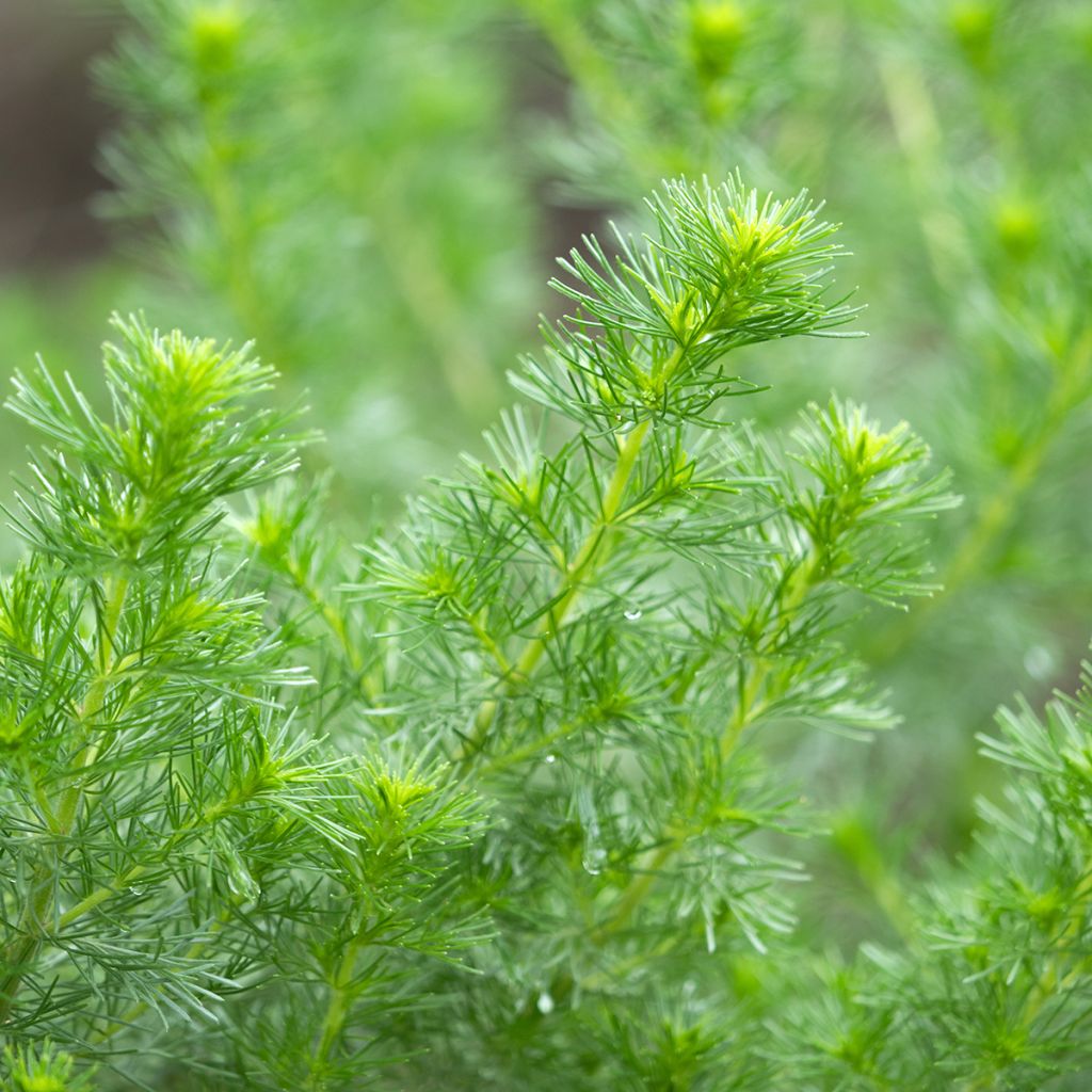 Aurone - Artemisia abrotanum