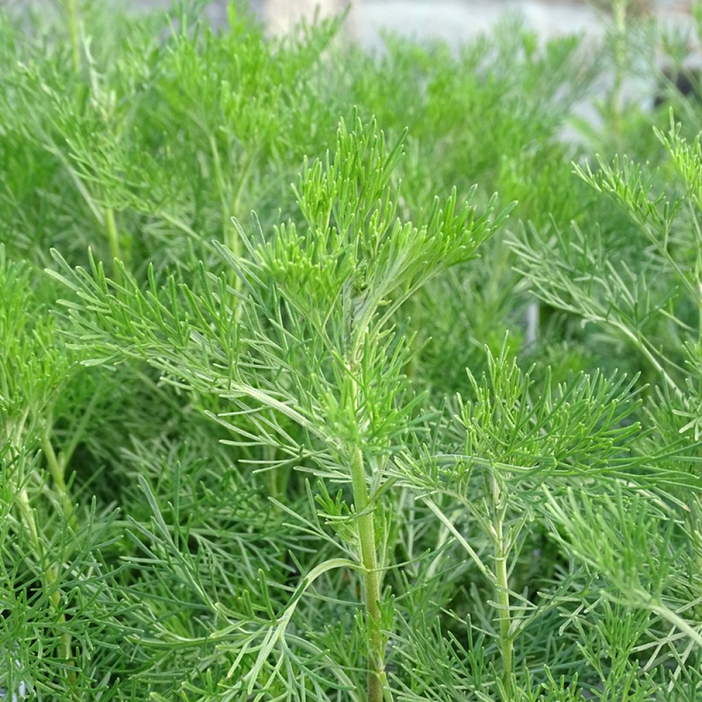 Aurone - Artemisia abrotanum