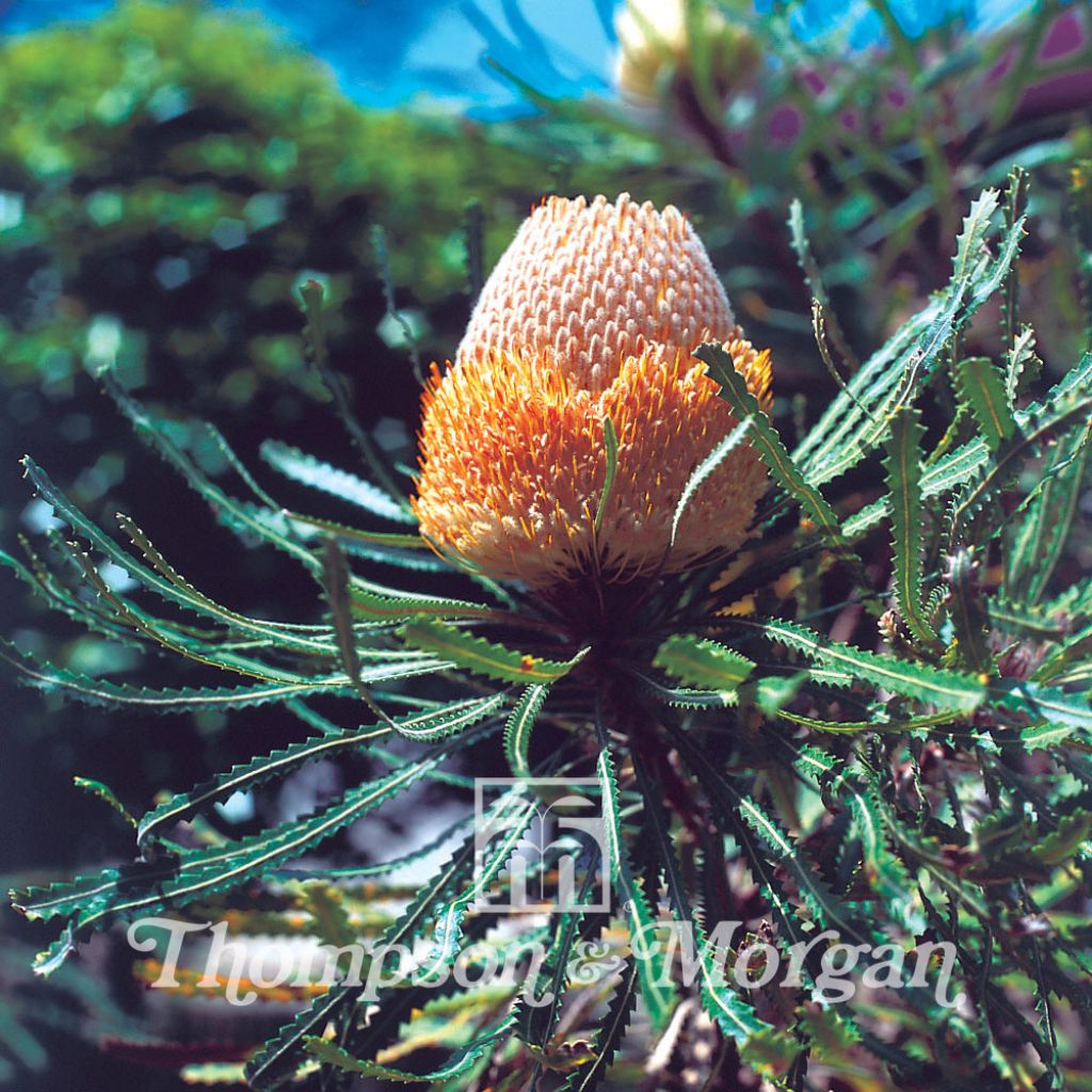 Australian Honeysuckle (Banksia hookeriana) 