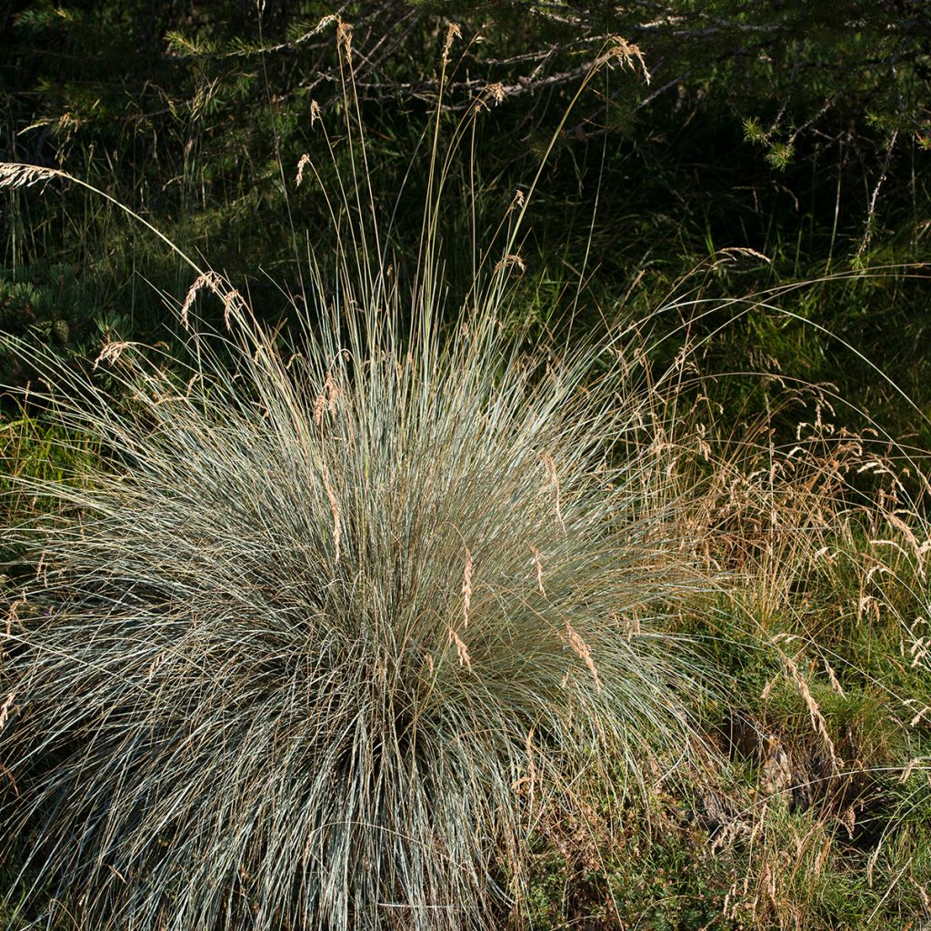 Avoine bleue - Helictotrichon sempervirens