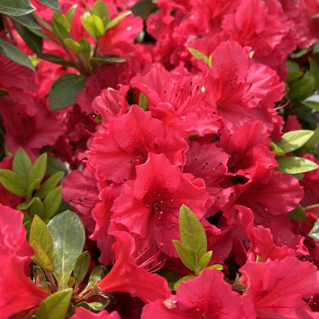 Azalée du Japon Vuyk's Scarlet - Rhododendron hybride.