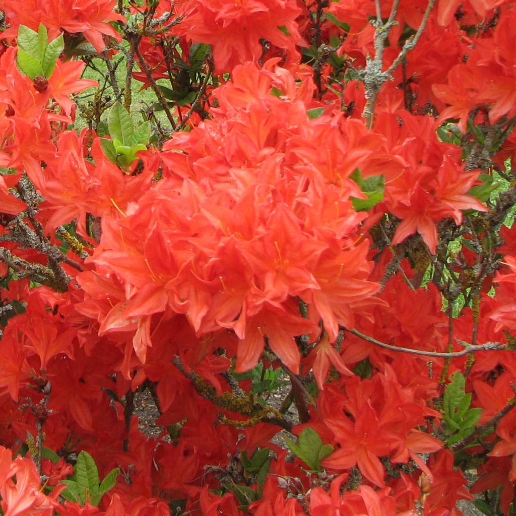 Azalée de Chine Brilliant Red - Azalea mollis