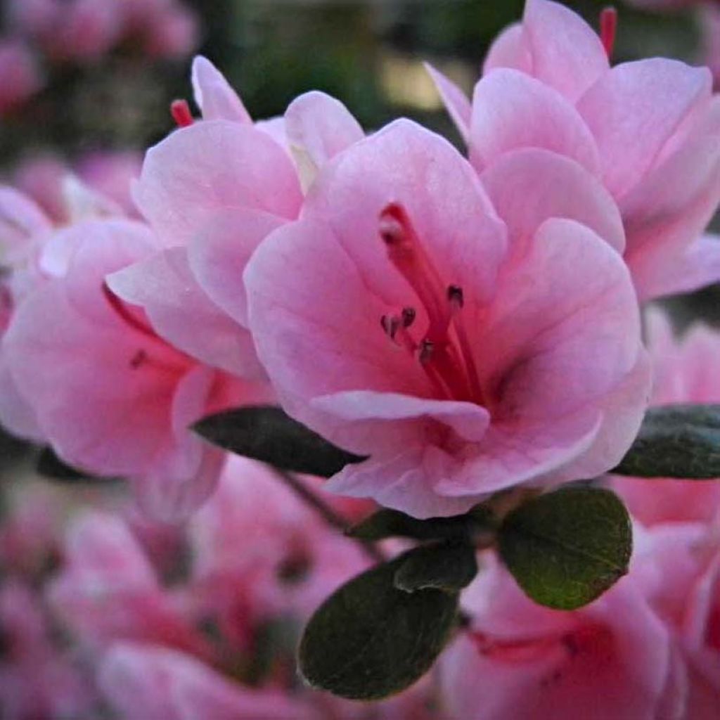 Azalée du Japon Kirin - Rhododendron hybride