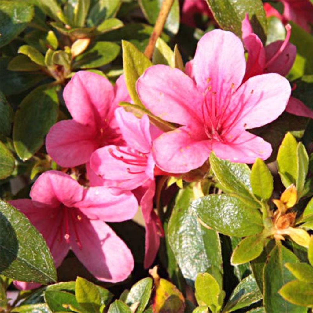 Azalée du Japon Sylvester - Rhododendron hybride