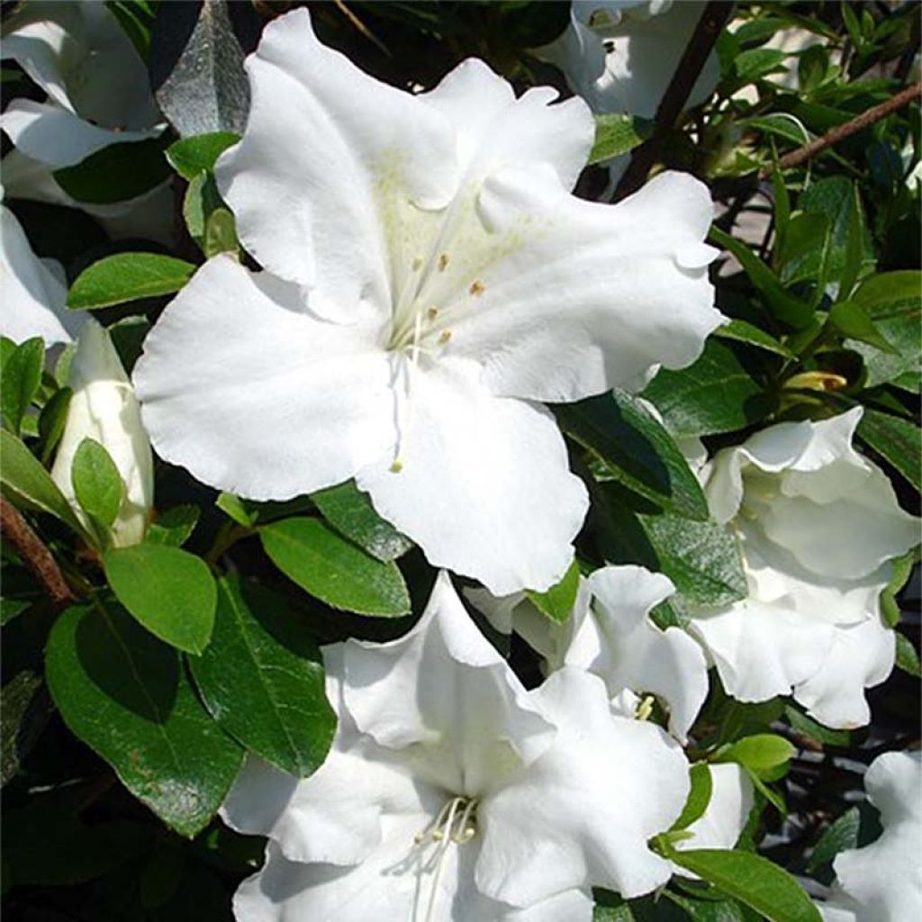 Azalée japonaise - Azalea japonica Dorothy Heiden