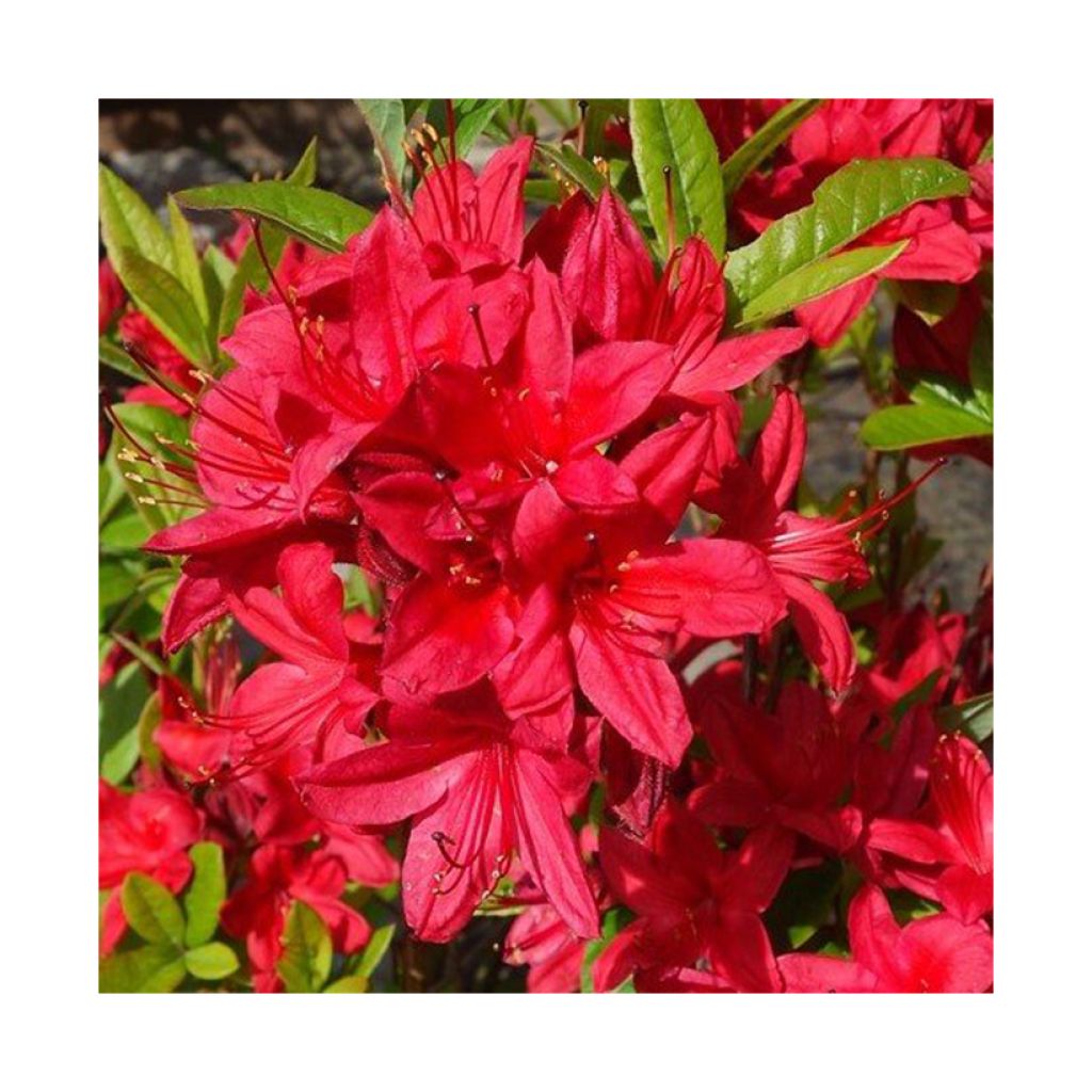 Azalée de Chine - Azalea (Rhododendron) viscosum Karmiduft