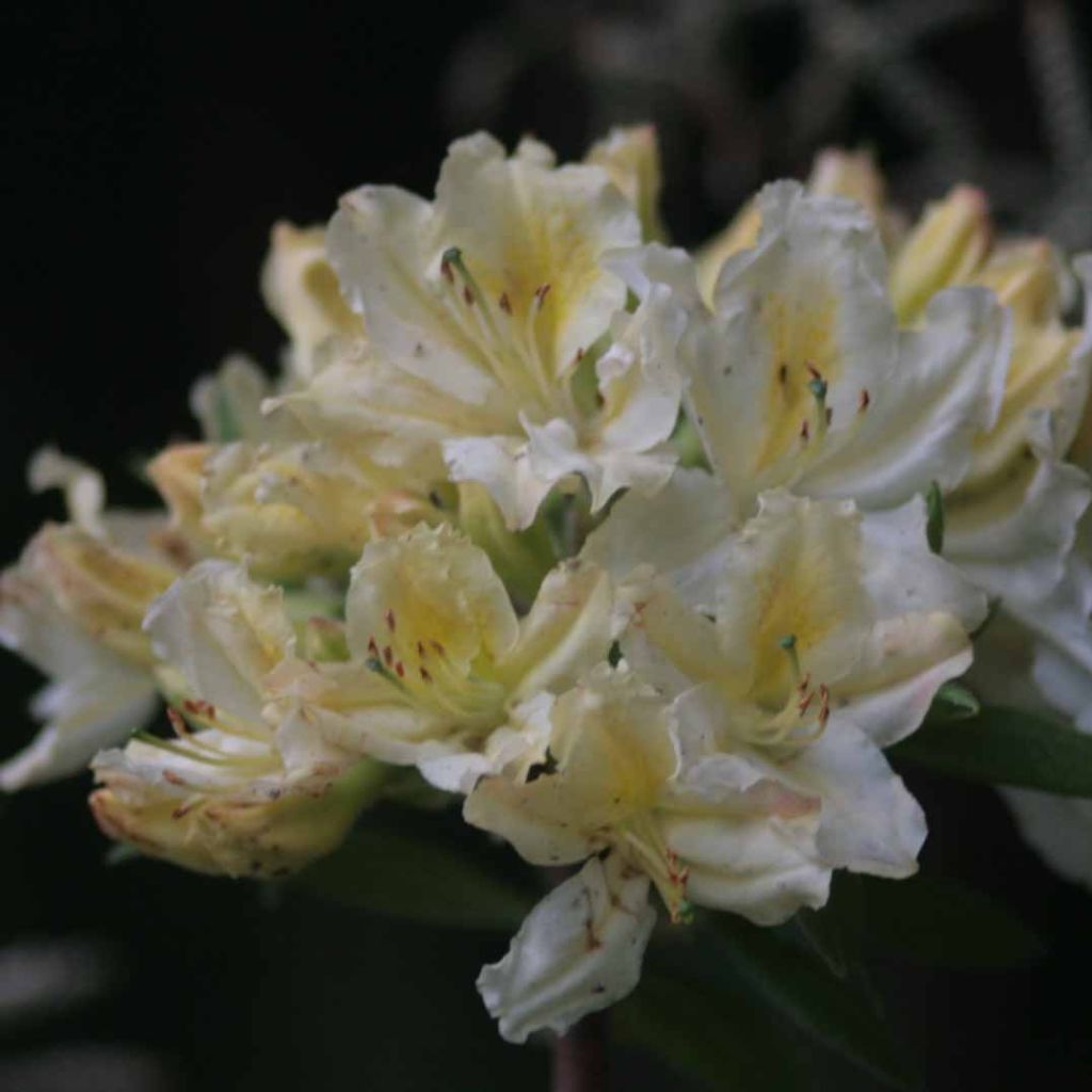 Azalée de Chine Daviesii - Azalea mollis