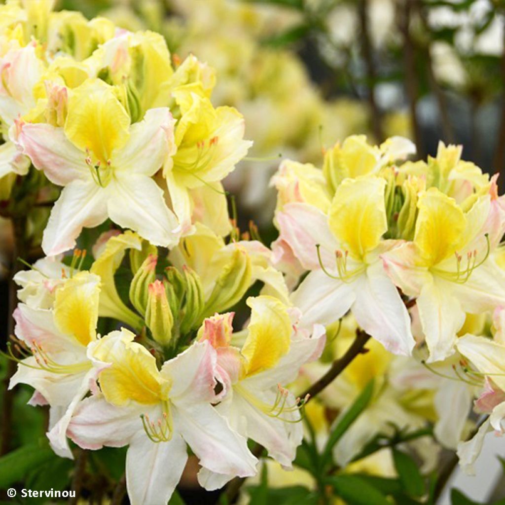 Azalée de Chine Demoiselles de Boutiguery Kassia - Rhododendron hybride