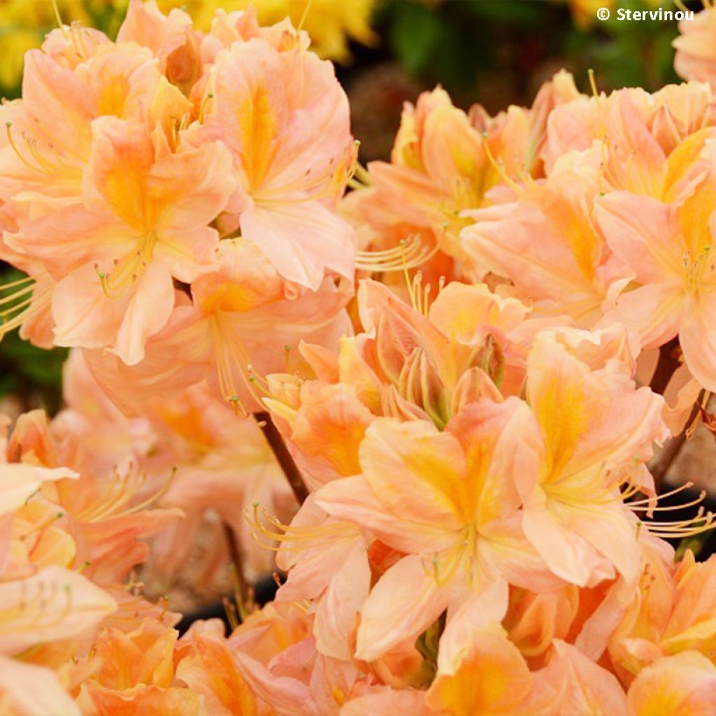 Azalée de Chine Demoiselles de Boutiguery Nella - Rhododendron hybride