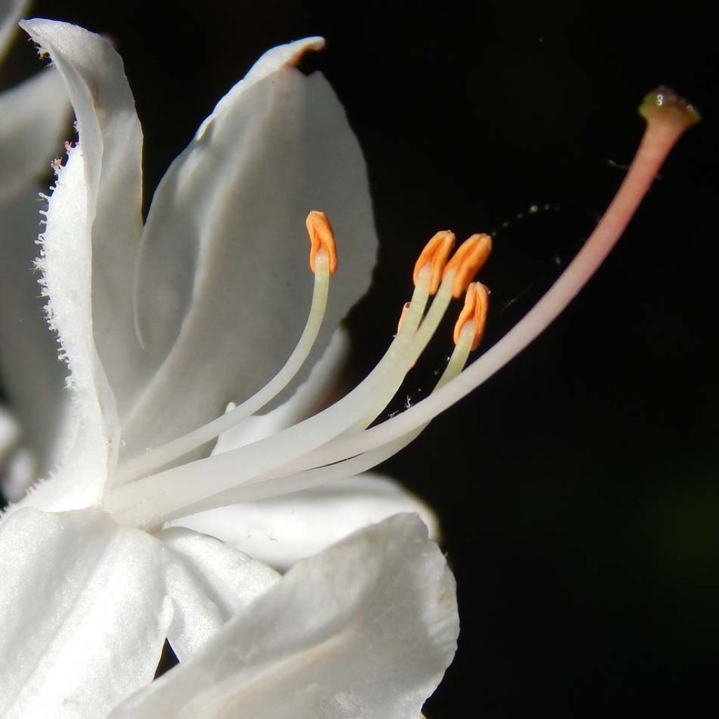 Azalée de Chine Fragrant Star - Rhododendron (x) atlanticum