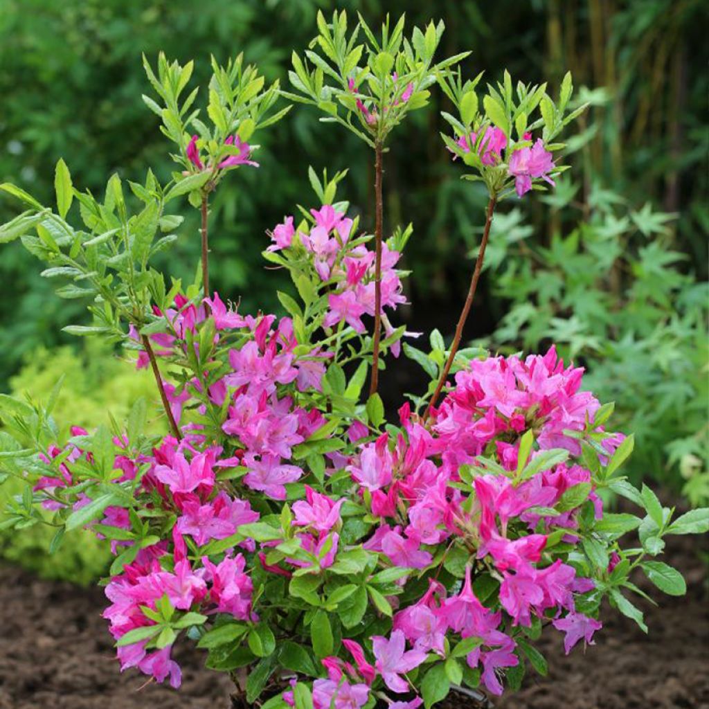 Azalée de Chine Fraseri - Rhododendron 