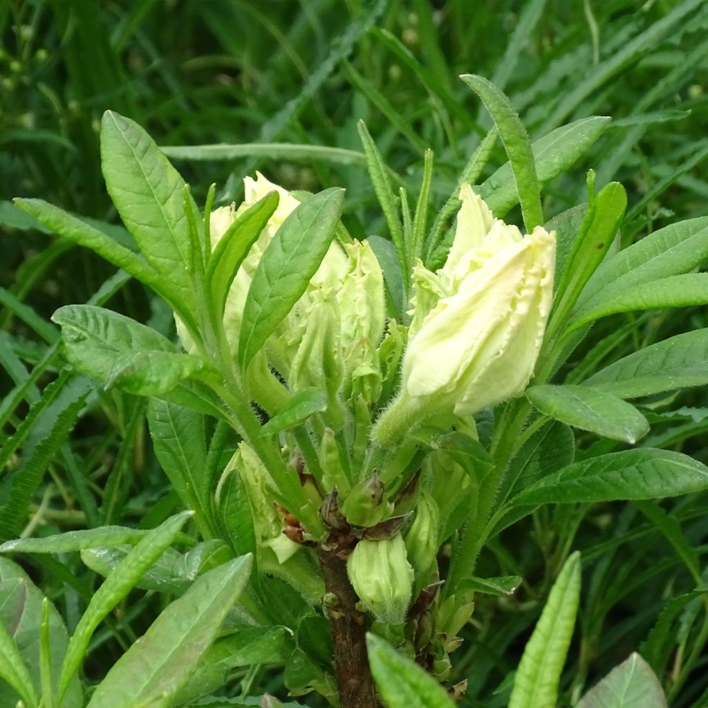 Azalée de Chine Mount Rainier - Rhododendron hybride