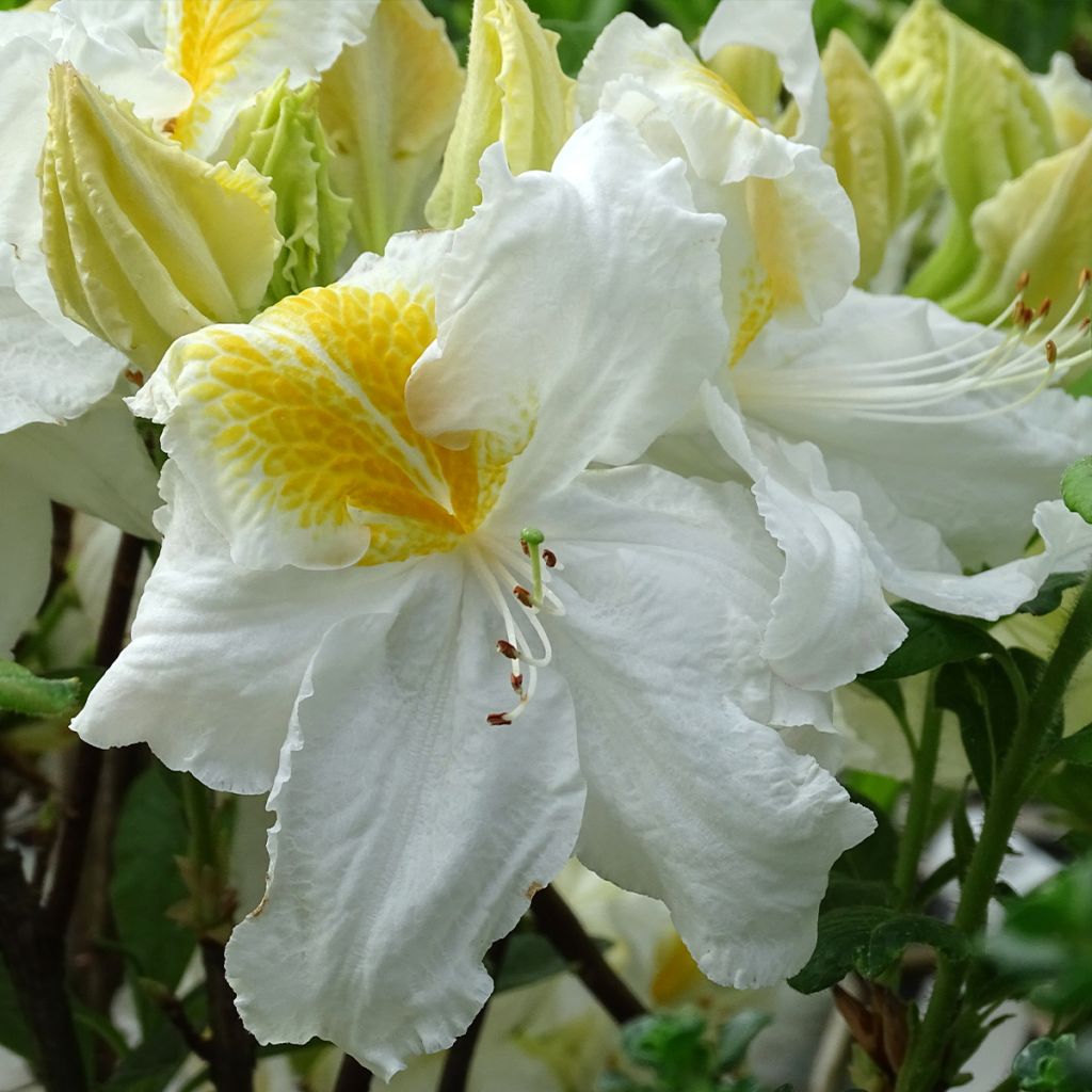 Azalée de Chine Mount Rainier - Rhododendron hybride