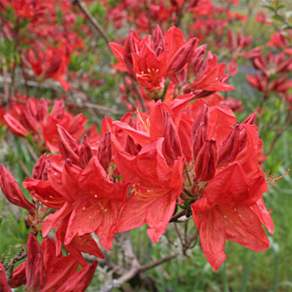 Azalée de Chine Peter Koster - Azalea mollis