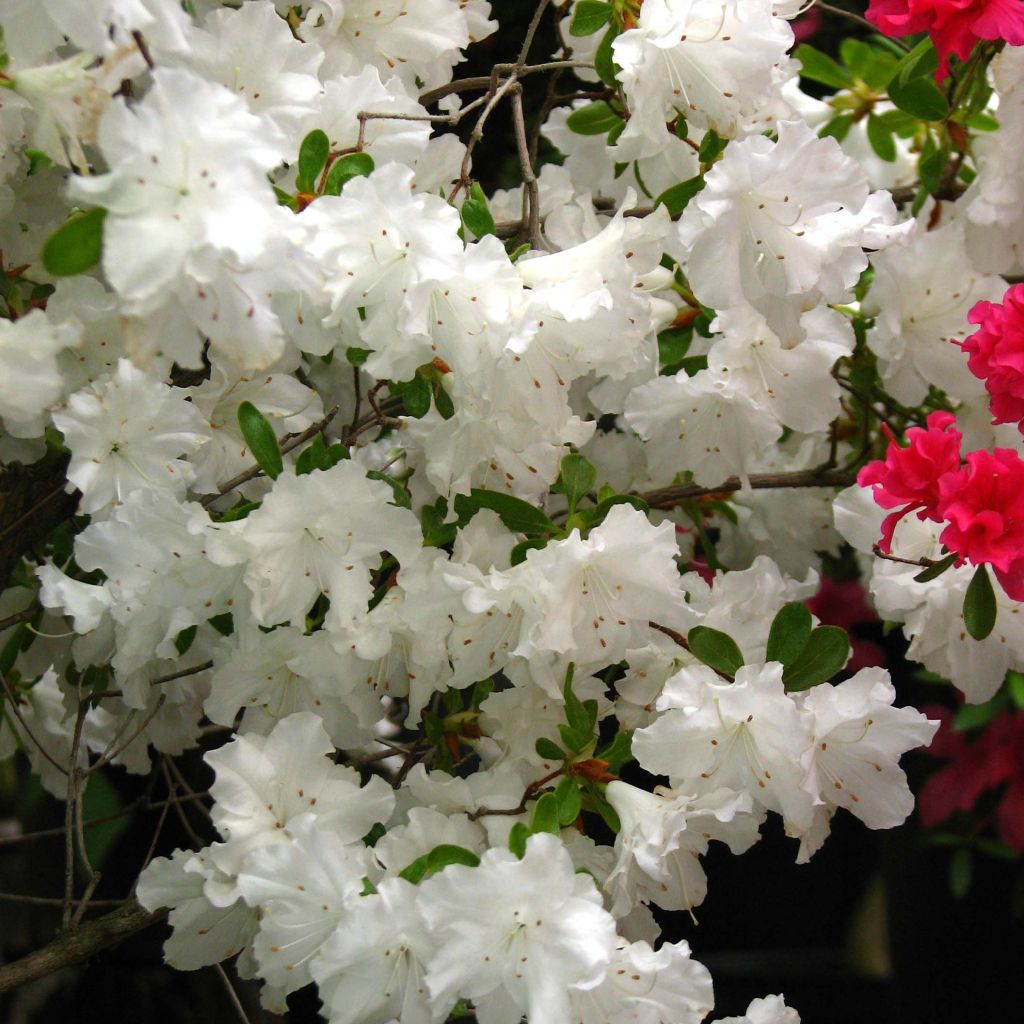 Azalée du Japon Adonis - Rhododendron hybride.