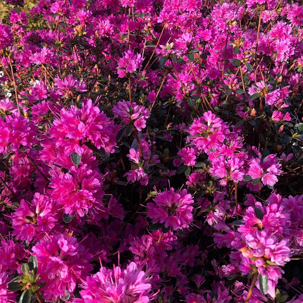 Azalée du Japon Amoena - Rhododendron hybride