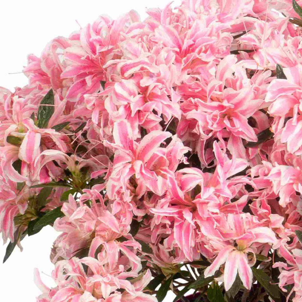 Azalée du Japon Pink Spider - Rhododendron hybride