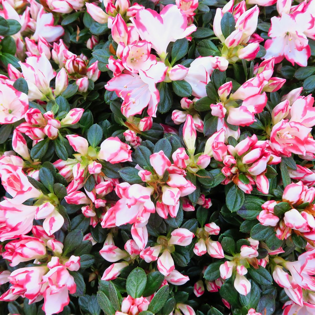 Azalée du Japon Sachsenstern - Rhododendron hybride