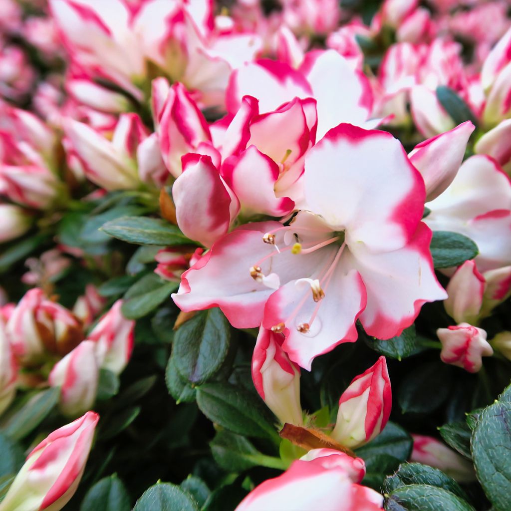 Azalée du Japon Sachsenstern - Rhododendron hybride
