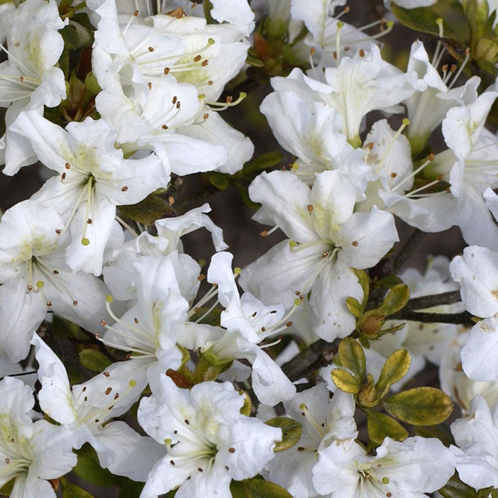 Azalée japonaise Schneeglanz - Rhododendron hybride