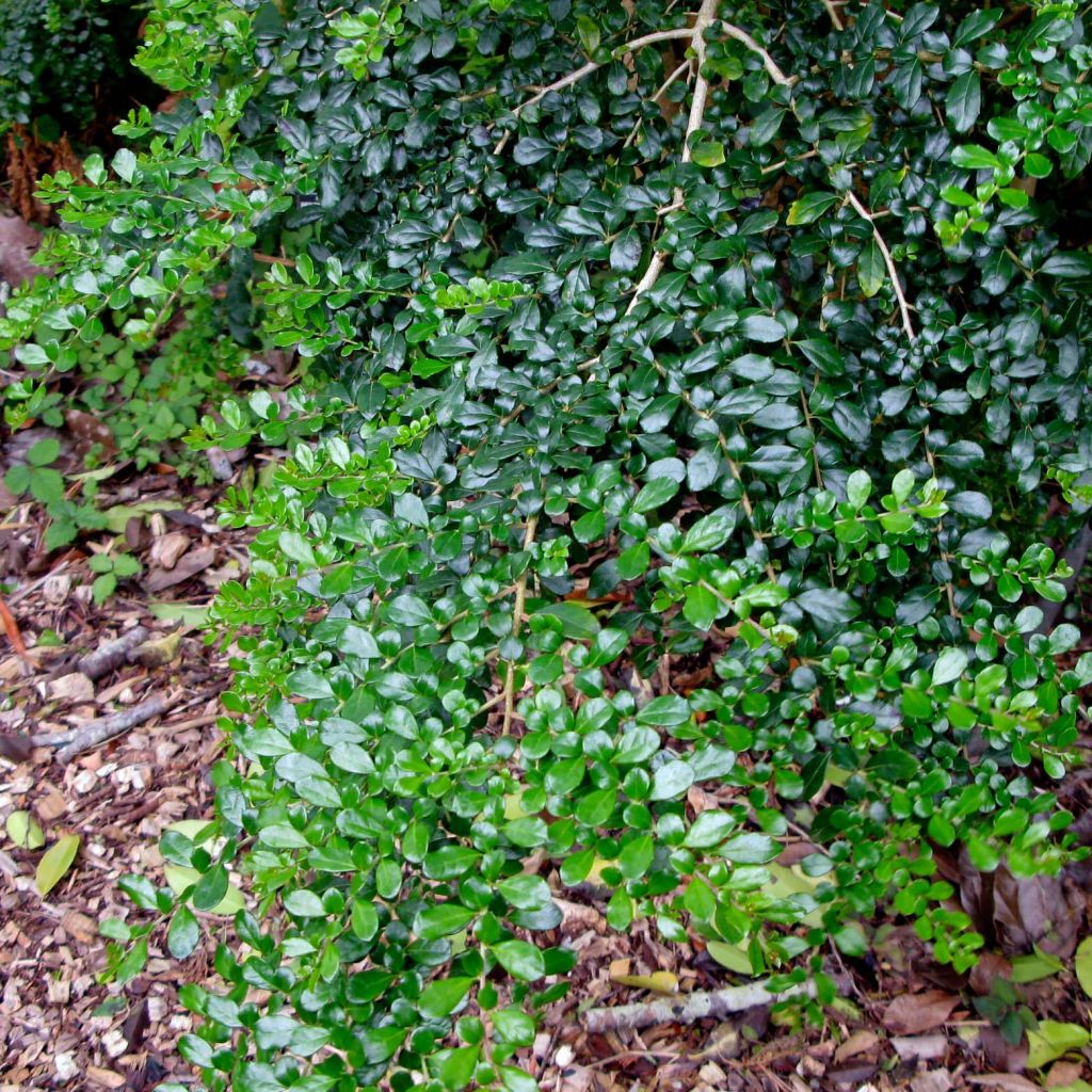 Azara microphylla - Mimosa du Chili