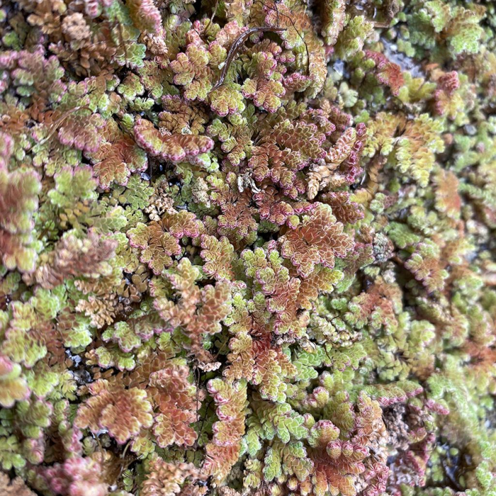 Azolla pinnata - Azolle pennée