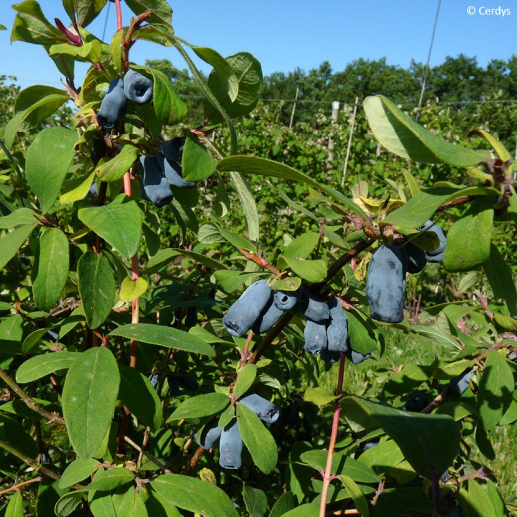 Lonicera caerulea var. kamtschatica Martin - Baie de mai