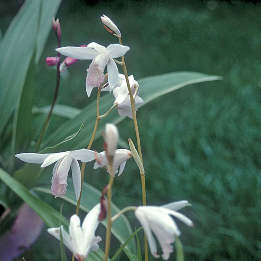 Orchidée jacinthe Blanche- Bletilla striata Alba