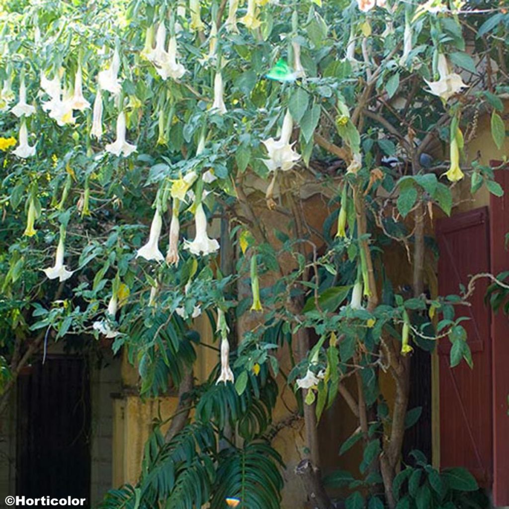 Brugmansia arborea