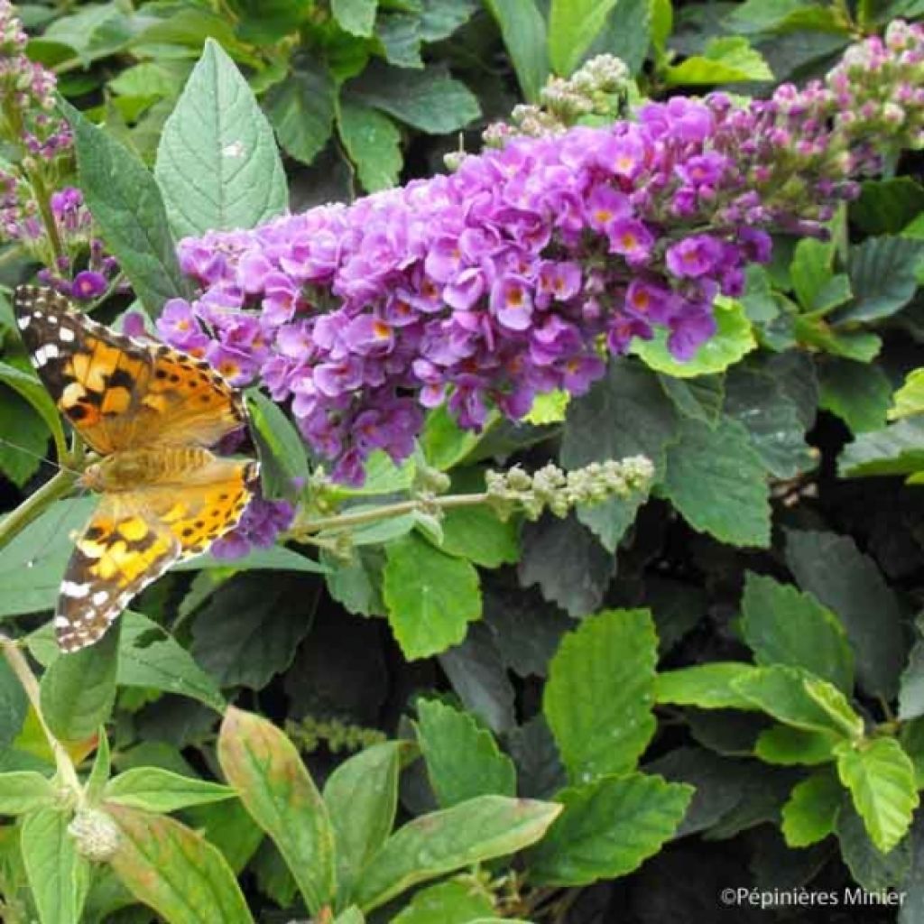 Buddleia Blue Chip - Arbre aux papillons nain