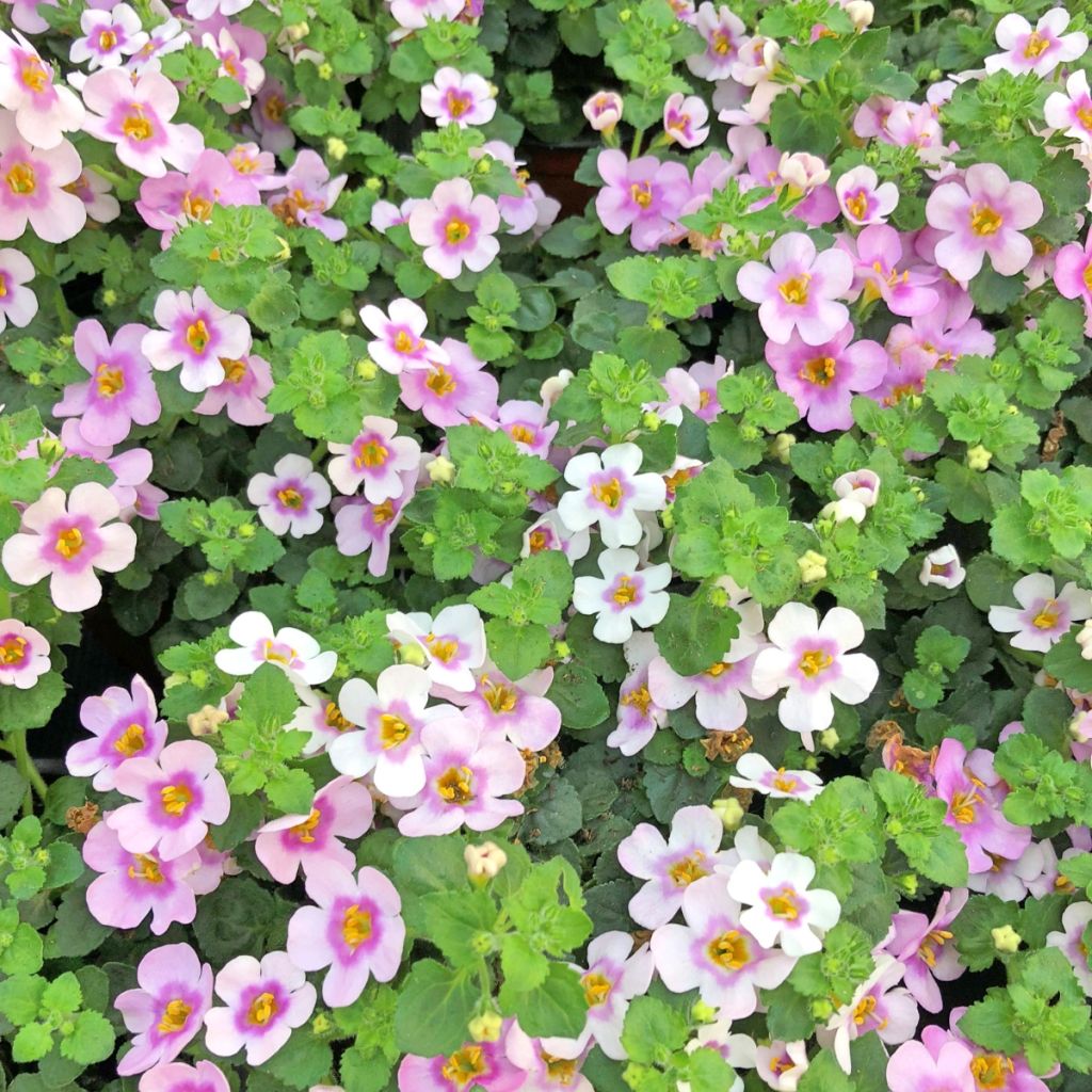 Bacopa Gulliver Pink Heart imp.