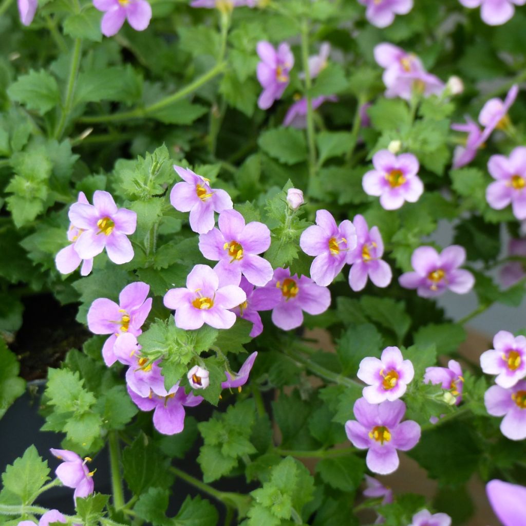 Bacopa Gulliver Pink Heart imp.