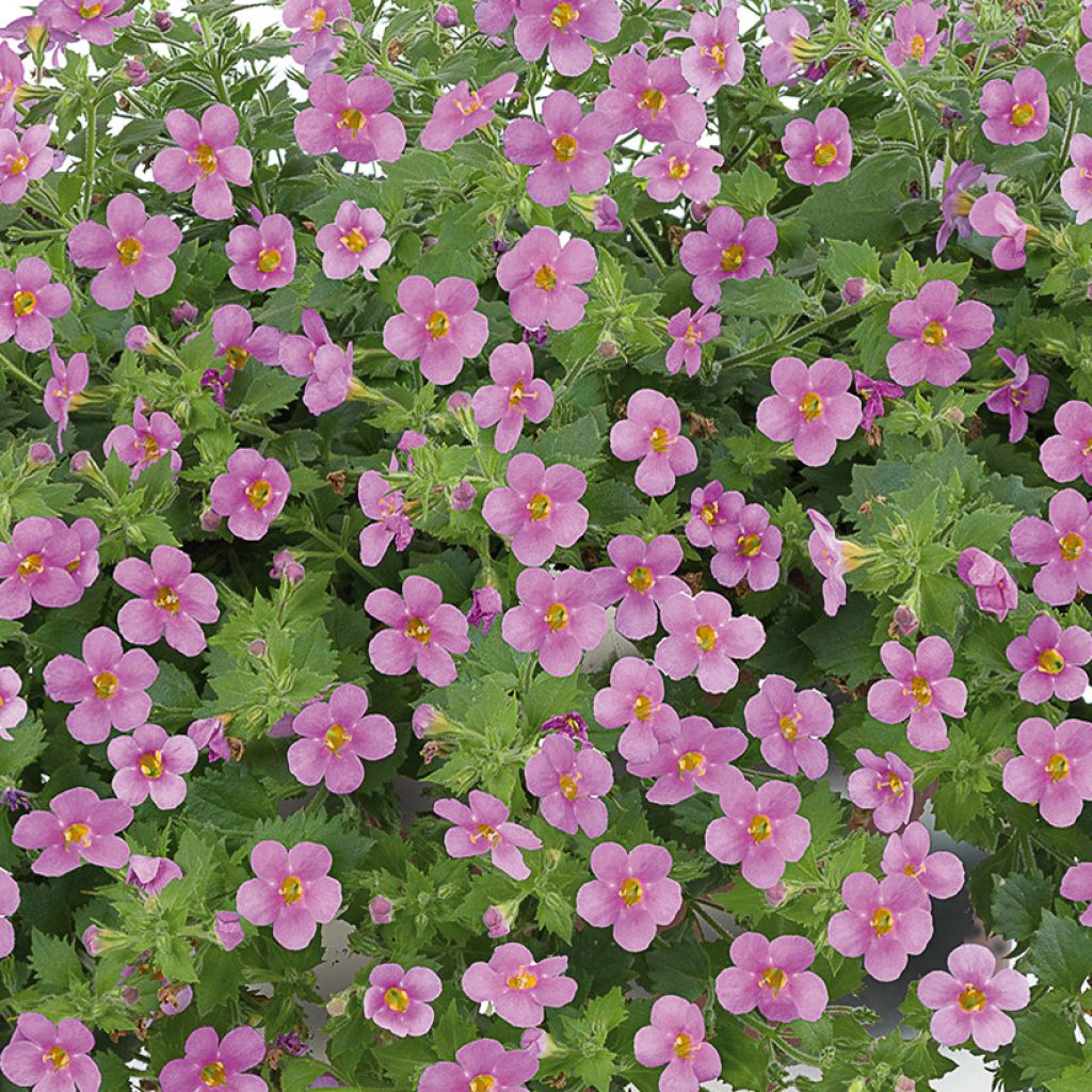 Bacopa Gulliver Compact Rosa