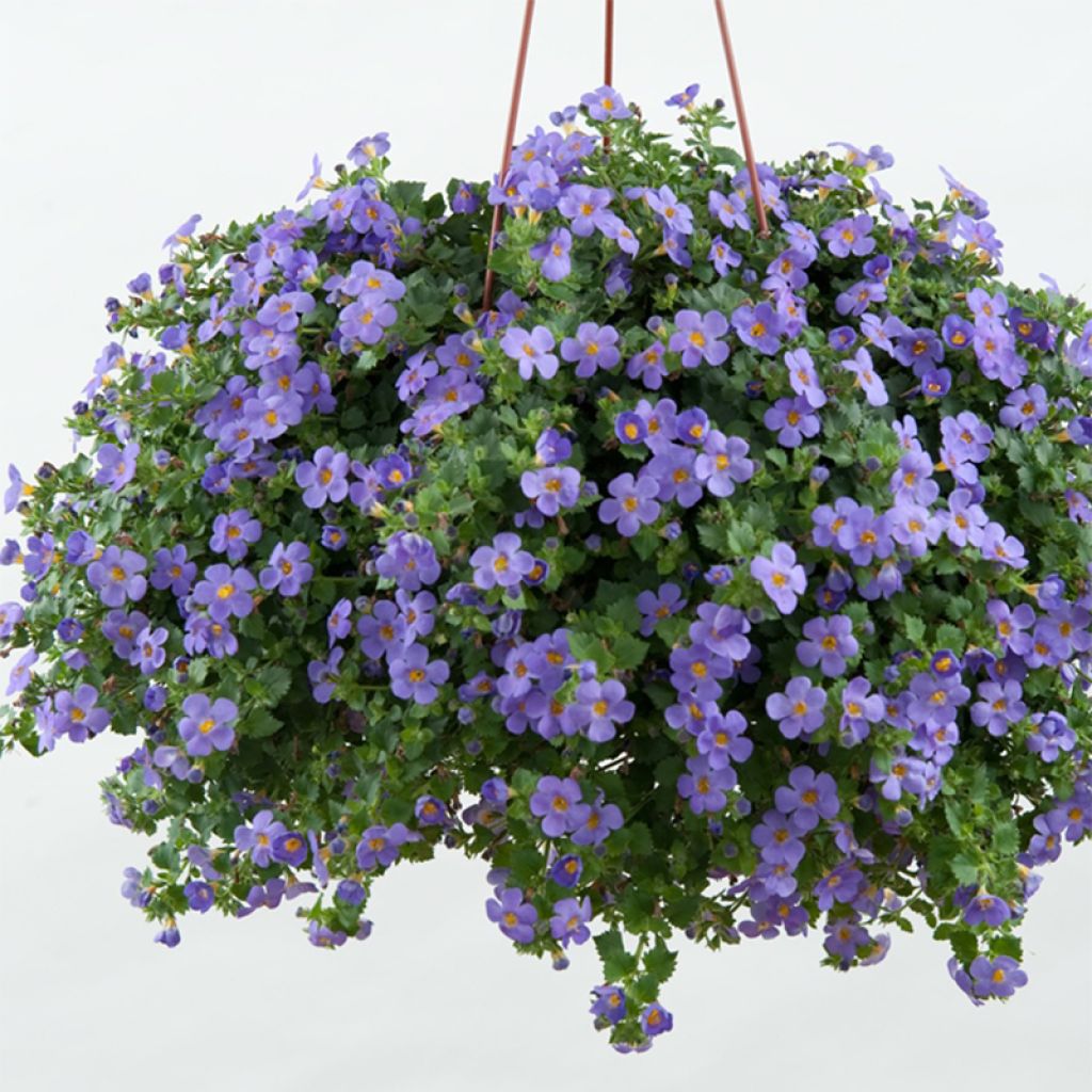 Bacopa Gulliver Blue Sensation - Sutera cordata