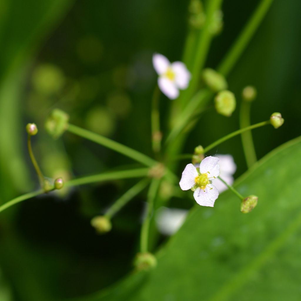 Baldellia ranunculoides - Alisma ou Plantain d'eau fausse-renoncule 