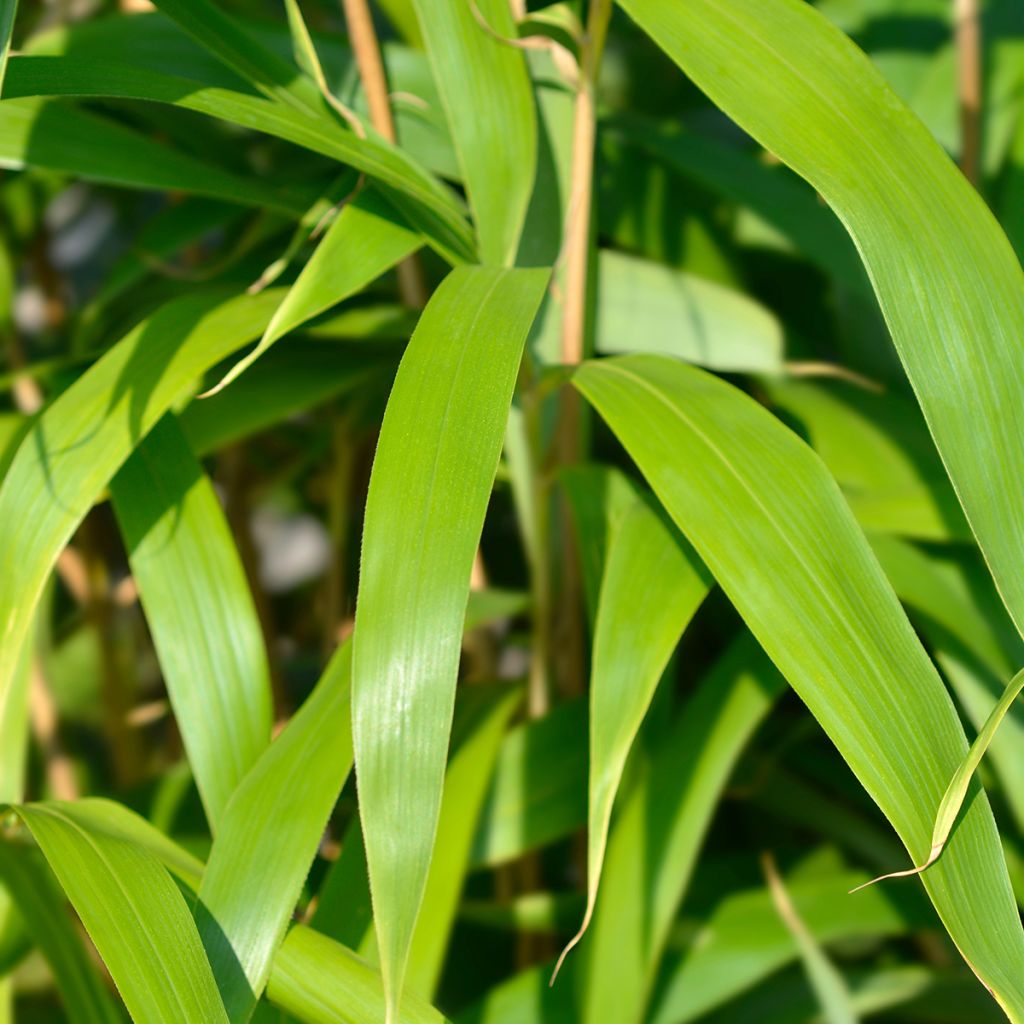 Bambou Métaké - Pseudosasa japonica