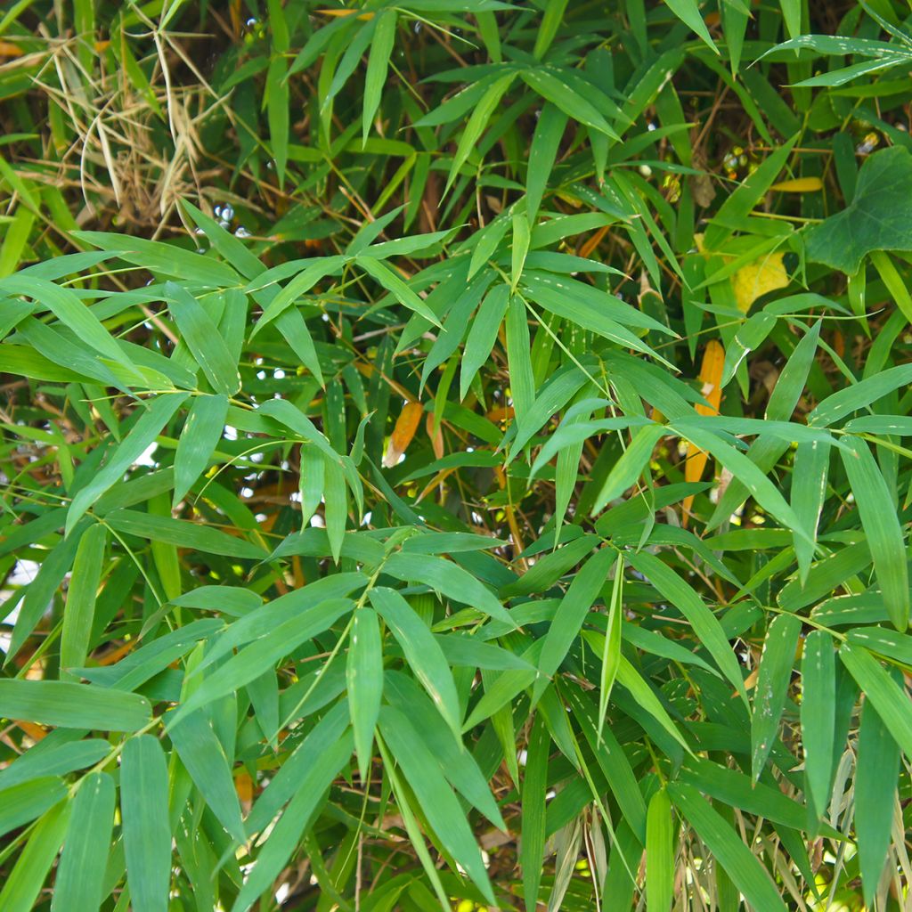 Bambou Métaké - Pseudosasa japonica
