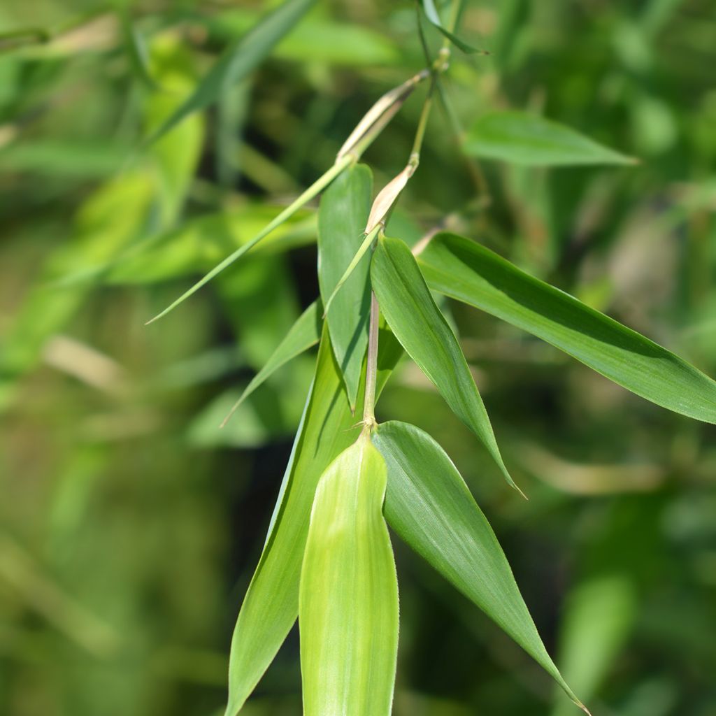 Bambou - Phyllostachys bissetii 