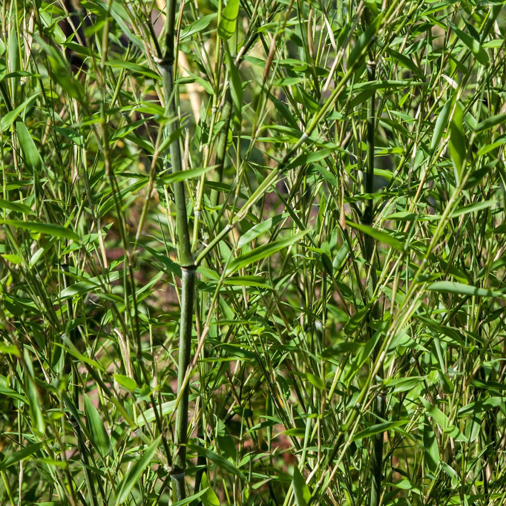 Bambou - Phyllostachys bissetii 