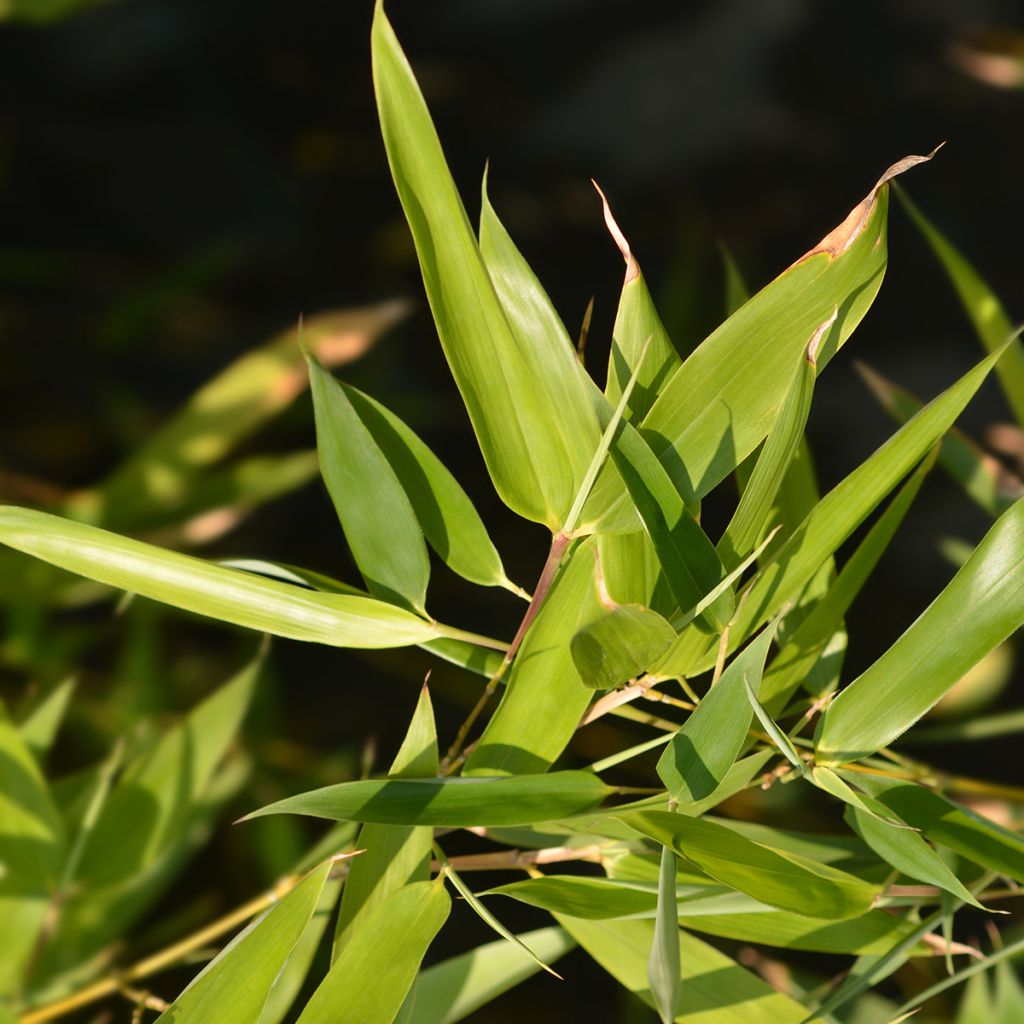 Bambou - Phyllostachys bissetii 