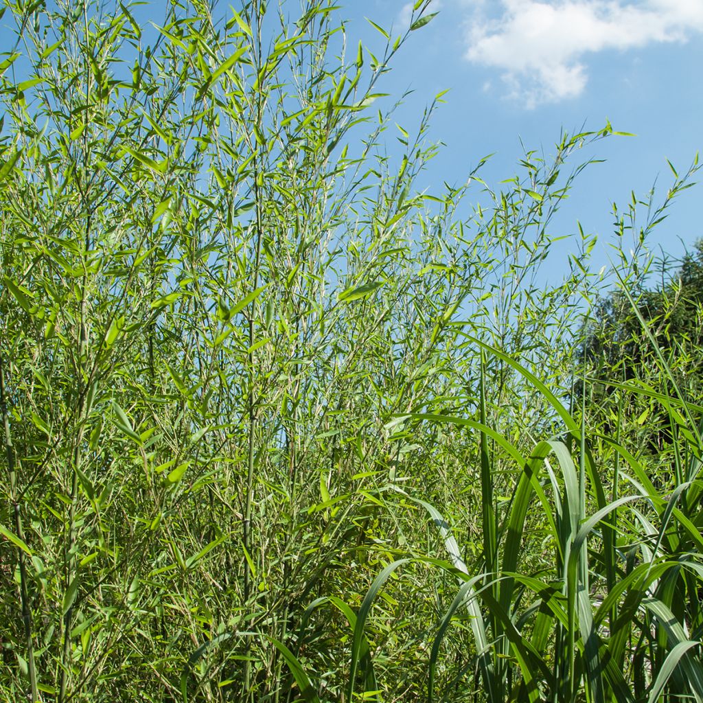 Bambou - Phyllostachys bissetii 