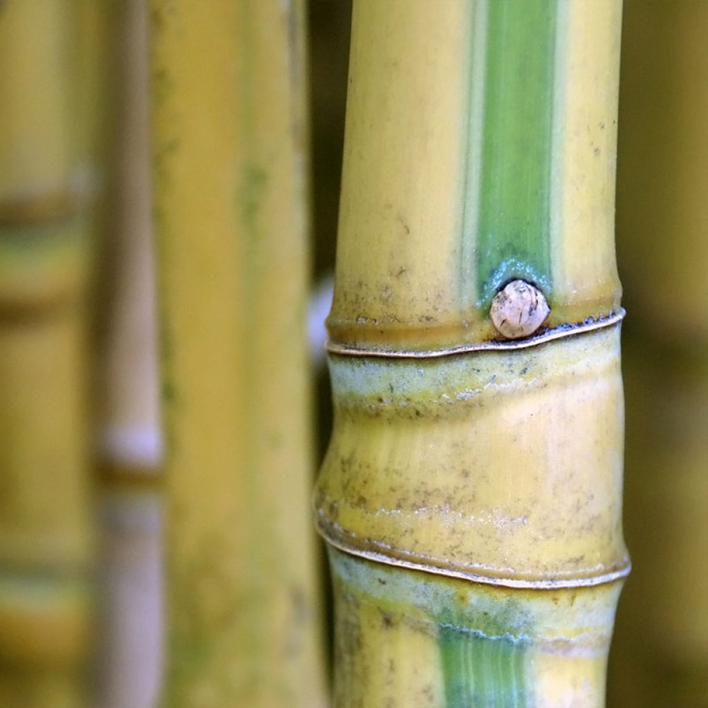 Bambou doré - Phyllostachys aurea Koï