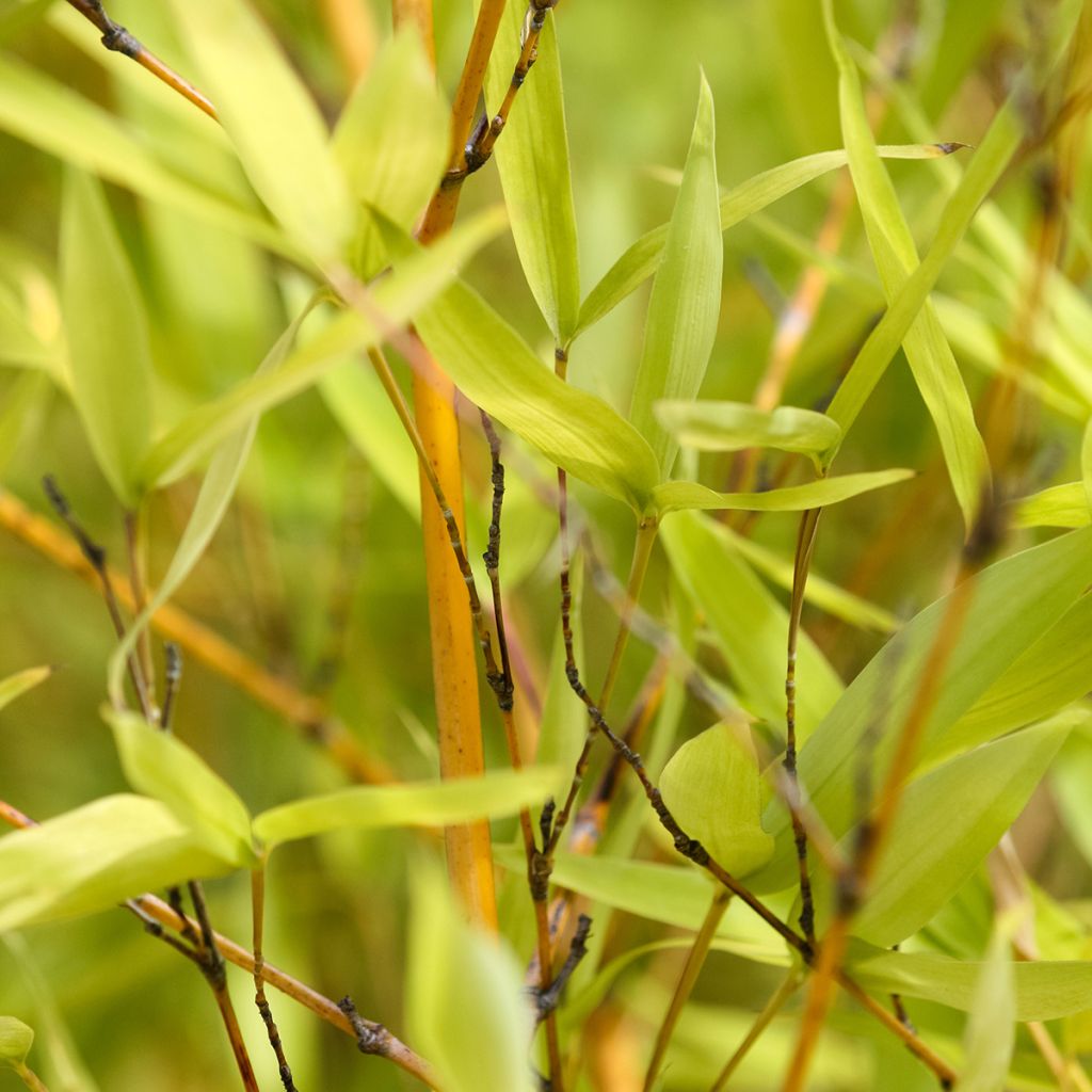 Bambou doré - Phyllostachys aurea