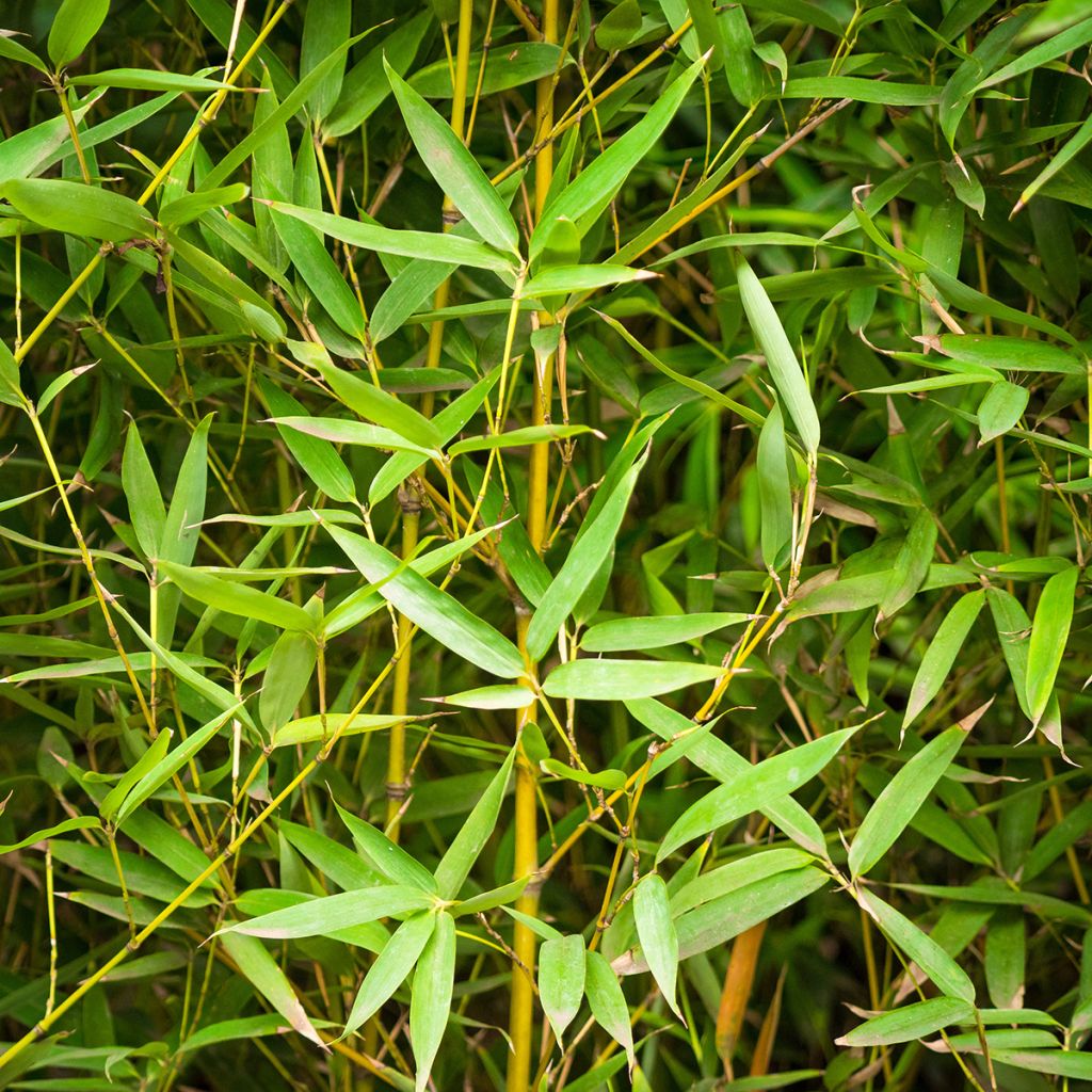 Bambou doré - Phyllostachys aurea