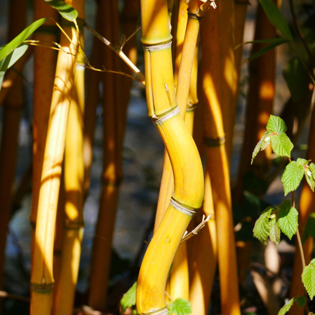 Bambou jaune - Phyllostachys aureosulcata Aureocaulis